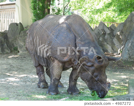 賽（前） 4987272