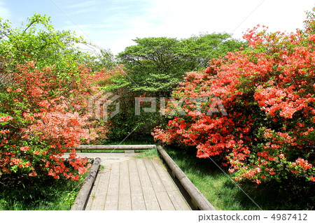 Nasu Takahara Hachiman azalea cloth fabric diameter Yamato azalea diameter - in Yumoto Nasu Takahara Hachiman azalea cloth fabric diameter Yamato azalea diameter - in Yumoto 4987412