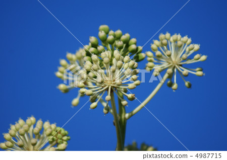 藍天中的八個煙花變成了果香。 4987715