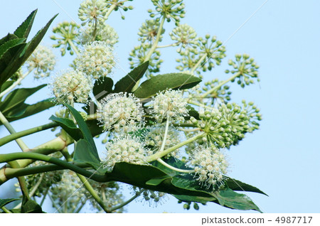 Eighth flower like fireworks 4987717