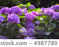 Meitetsuin的繡球花 4987780