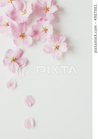 2012年櫻桃樹 4987881