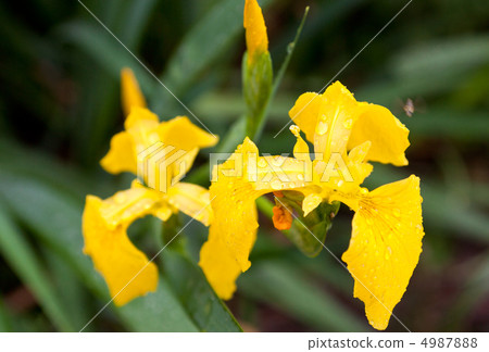 黃色鳶尾花 4987888