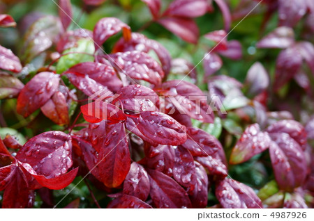 Otaku南小樽別名Okama這是一個Nanten Talent運氣。 4987926