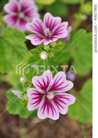 Xeniaoi Xeniaoi 4987966