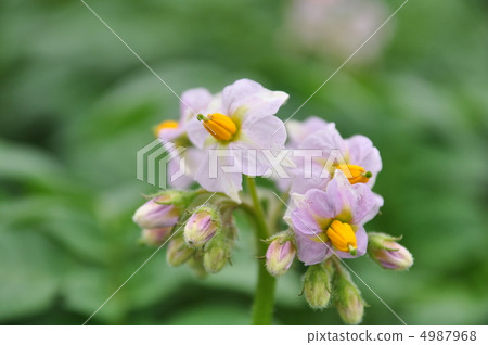 馬鈴薯花 馬鈴薯花 4987968