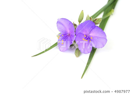  Murasakiyukusa 4987977