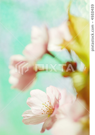 2012 cherry tree 2012 cherry tree 4988489