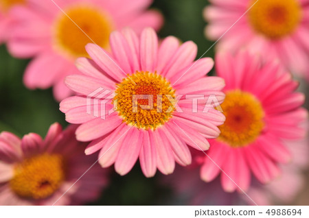 Cute Margaret Cute Margaret 4988694