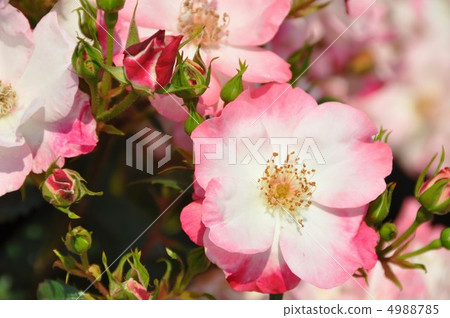 Rose Hana Kasumi Rose Hana Kasumi 4988785