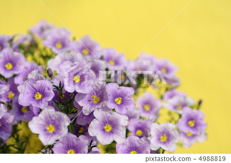 Nielenbergia Augusta Nielenbergia Augusta 4988819