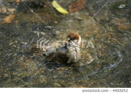 Sparrow bathing 4988852