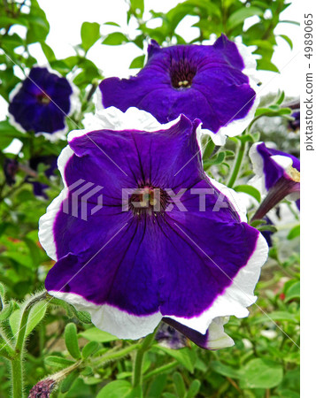 Petunia 4989065