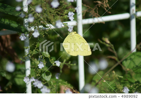 黃色的蝴蝶眼睛是黃色的。 黃色的蝴蝶眼睛是黃色的。 4989092