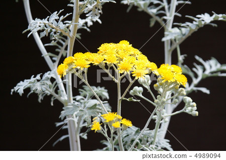白色chrysanthest皺眉aka塵土飛揚的鏡子 白色chrysanthest皺眉aka塵土飛揚的鏡子 4989094