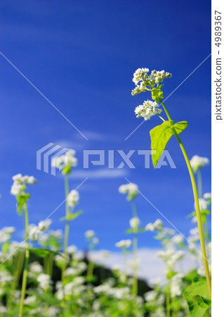 蕎麥花 4989367