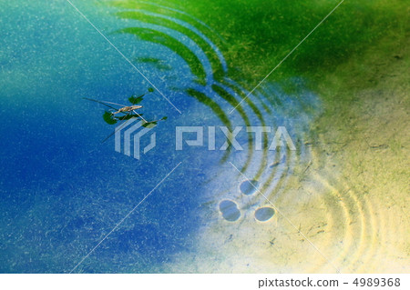 水黽 水黽 4989368