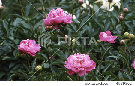 京都北山在春天 4989502