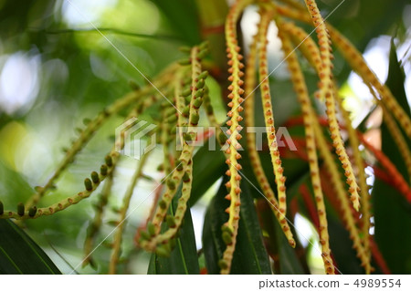 Fruit of a turnip nectar Fruit of a turnip nectar 4989554