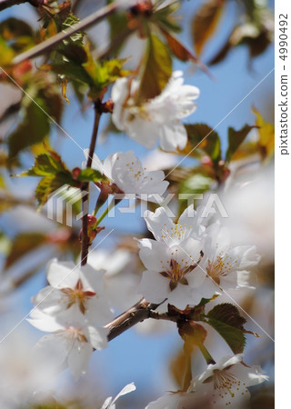 Chishimazakura (14) 4990492