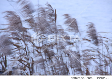 Reed of Lake Biwa Reed of Lake Biwa 4990529
