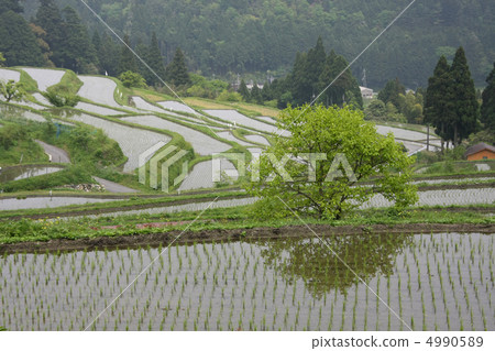 Rice terraces Rice terraces 4990589