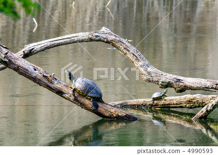 Turtle Turtle 4990593