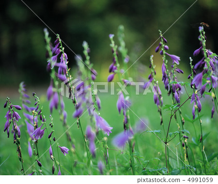 日本山歷 4991059