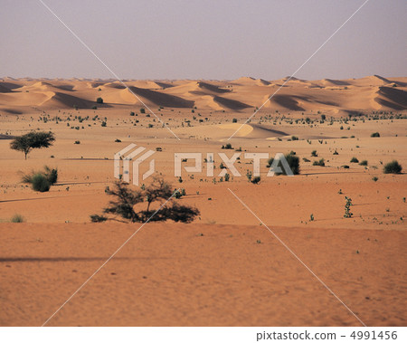 沙漠夢幻般 4991456