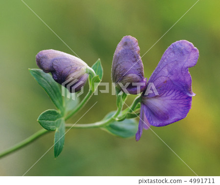 野花Ryoran 4991711