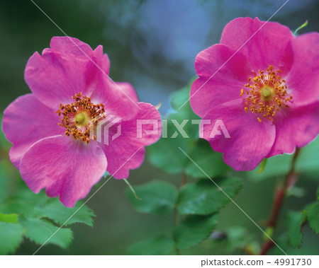 野花Ryoran 野花Ryoran 4991730