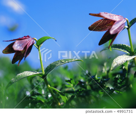 野花Ryoran 4991731