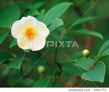 野花Ryoran 野花Ryoran 4991753