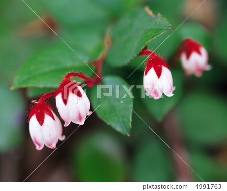 野花Ryoran 4991763