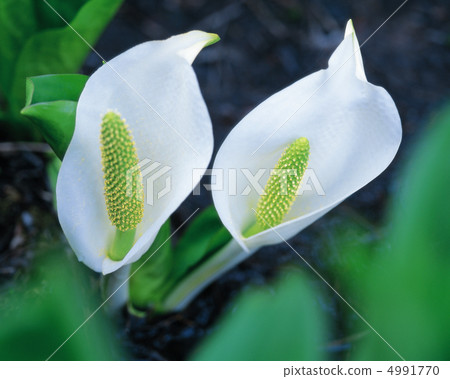 Wildflowerism 4991770