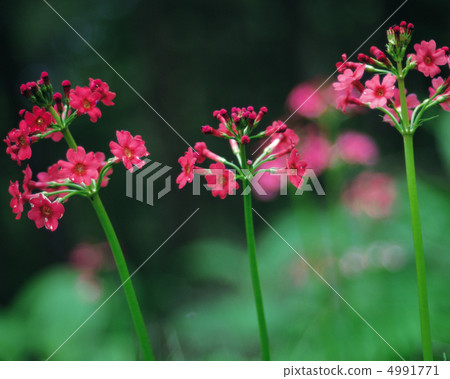 Wildflowerism 4991771