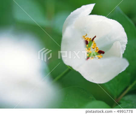 Wildflowerism 4991778