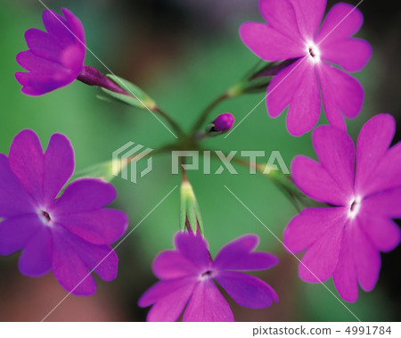 野花Ryoran 野花Ryoran 4991784