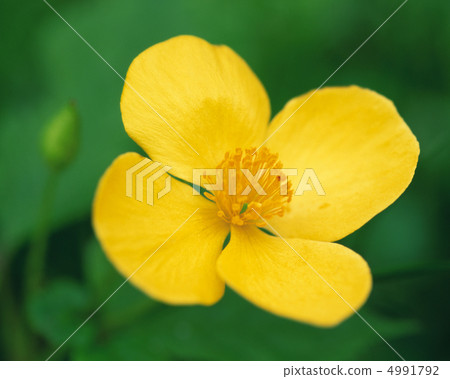 Wildflowerism 4991792