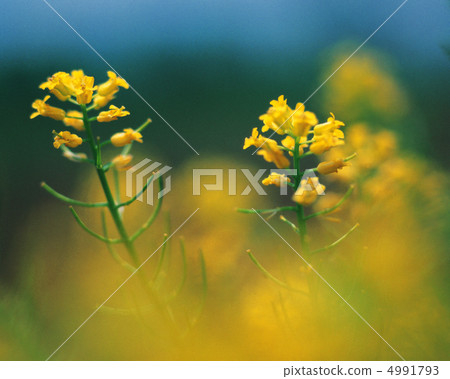 野花Ryoran 4991793