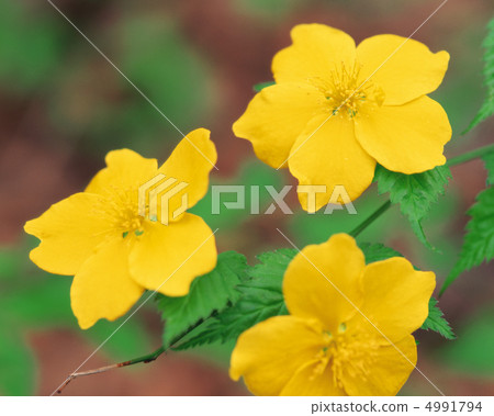 野花Ryoran 4991794