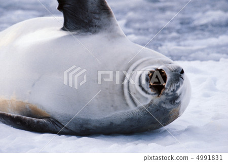 In an extremely cold country 4991831