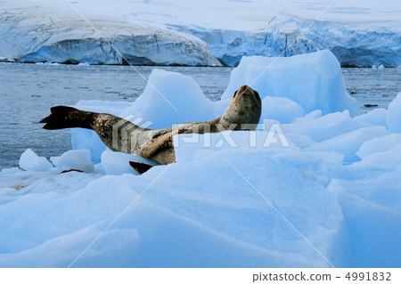 在一個極度寒冷的國家 4991832