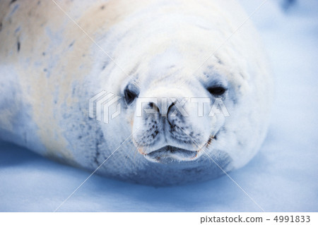 在一個極度寒冷的國家 4991833