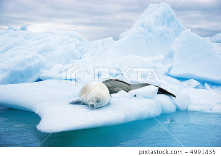 在一個極度寒冷的國家 4991835