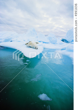 在一個極度寒冷的國家 在一個極度寒冷的國家 4991836