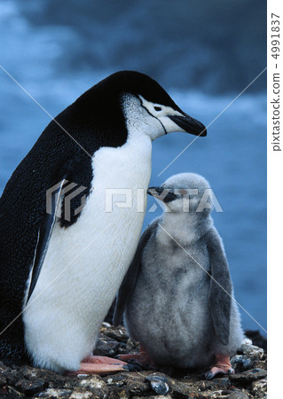 在一個極度寒冷的國家 4991837