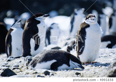 在一個極度寒冷的國家 4991838