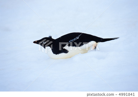 In an extremely cold country In an extremely cold country 4991841