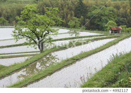 Rice terraces and trees Rice terraces and trees 4992117